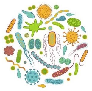 Vai trò của virus đường ruột đối với sức khỏe