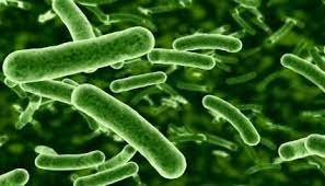 Tổng quan về Lactobacillus rhamnosus